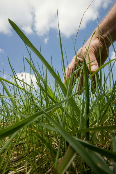 Grüne Wiesenlandschaft Sommer Einem Sonnigen Tag — Stockfoto