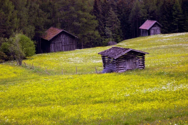 Grüne Blumenwiese Sommer Einem Sonnigen Tag — Stockfoto