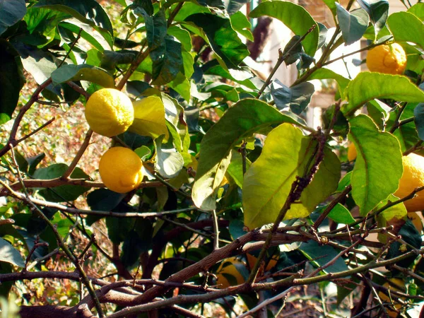 Zitronenbäume Auf Einer Plantage Mit Reifen Gelben Zitronenfrüchten — Stockfoto