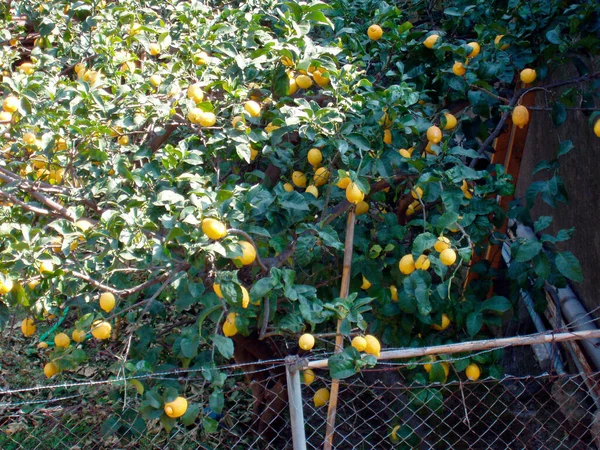 Citronträd Plantage Med Mogna Gula Citronfrukter — Stockfoto