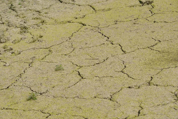 夏天干热使土壤干枯 — 图库照片