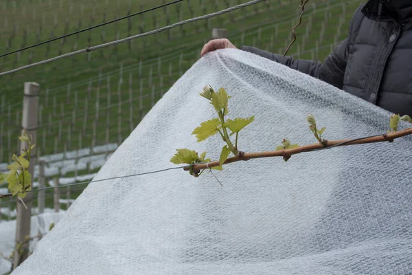 Frostschutz Auf Einem Weinberg Der Sich Auf Eine Kältewelle Vorbereitet — Stockfoto