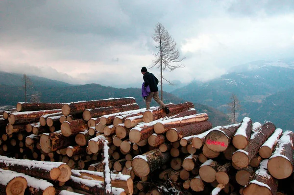 Круглий Ліс Сніг Зберігання Деревини Взимку — стокове фото