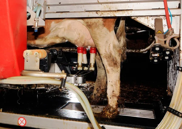 酪農場の搾乳ロボットや機械による牛乳 — ストック写真