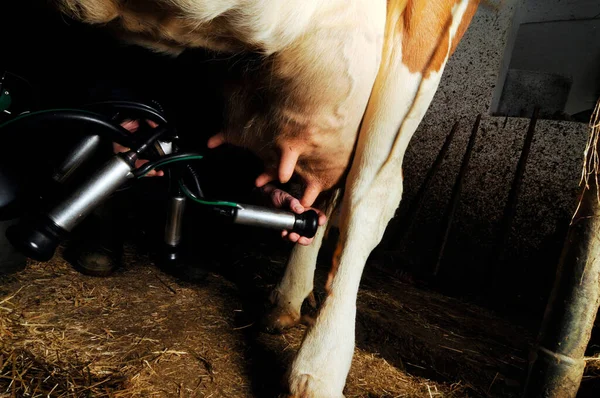 dairy farmer with a milking machine milking a cow in the cowshed