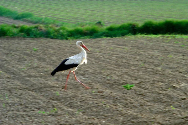 Ein Storch Läuft Auf Einem Feld Gras Hintergrund — Stockfoto