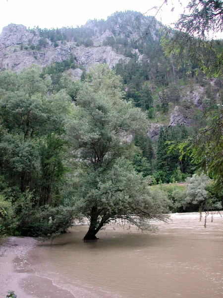 Sel Sırasında Bir Nehir Doğada Yıkıcı Bir Olgu — Stok fotoğraf