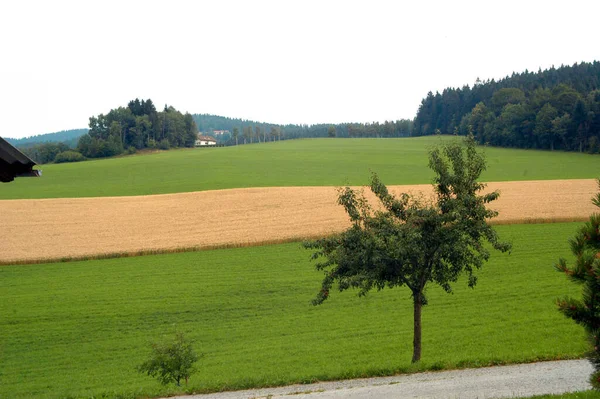 Hügeliges Feld Und Bäume Einem Sonnigen Sommertag — Stockfoto