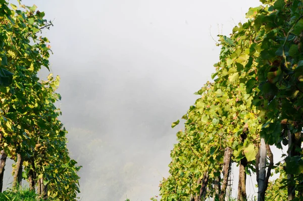 Zomertijd Wijngaard Groene Planten Een Zonnige Dag — Stockfoto