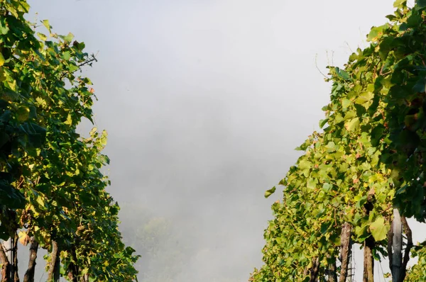 Tiempo Verano Viñedo Plantas Verdes Día Soleado — Foto de Stock