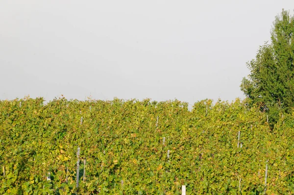 Zomertijd Wijngaard Groene Planten Een Zonnige Dag — Stockfoto