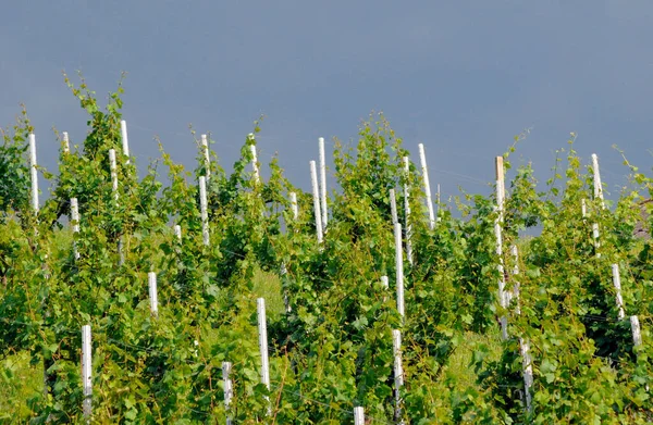 Zomertijd Wijngaard Groene Planten Een Zonnige Dag — Stockfoto