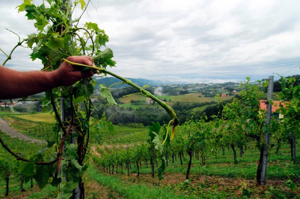 Danos Granizo Uma Vinha Agricultor Mostrando Plantas Videira Danificadas — Fotografia de Stock