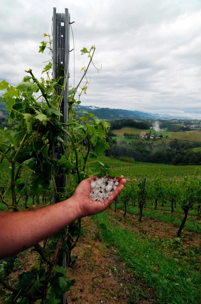 hail damage in a vineyard, farmer showing damaged vine plants