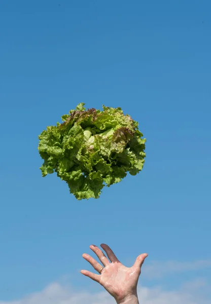 Persoon Die Een Verse Groene Sla Lucht Gooit Saladeoogst Landbouw — Stockfoto