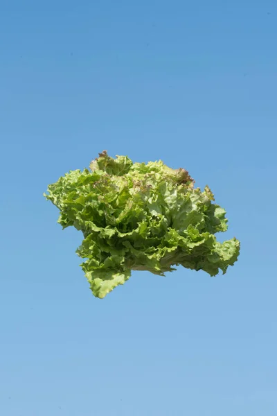 Person Wirft Frischen Grünen Salat Die Luft Salaternte Der Landwirtschaft — Stockfoto