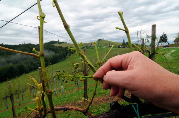 Hail Damage Vineyard Farmer Showing Damaged Vine Plants — Stock Photo, Image