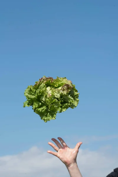 Людина Кидає Свіжий Зелений Салат Повітря Збирає Салат Сільському Господарстві — стокове фото