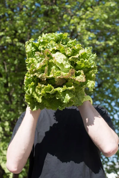 持有新鲜绿色生菜的人 农业中的沙拉收获 — 图库照片