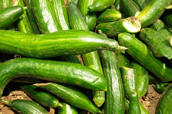 Świeżo Zebrane Ogórki Polu Zielone Warzywa Rolnictwie — Zdjęcie stockowe