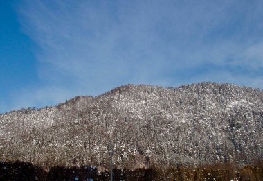 Dağlarda kış ormanı, karla kaplı ağaçlar ve bitkiler