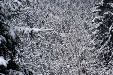 Dağlarda kış ormanı, karla kaplı ağaçlar ve bitkiler