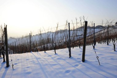Üzüm bağında kış zamanı, karla kaplı manzara ve çıplak asma.