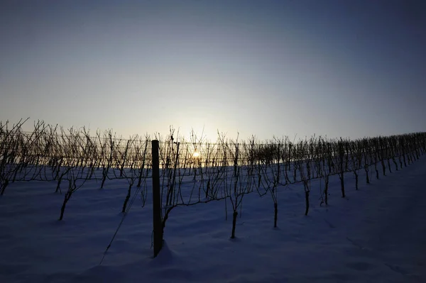 Wintertijd Wijngaard Besneeuwd Landschap Blote Wijnstok — Stockfoto