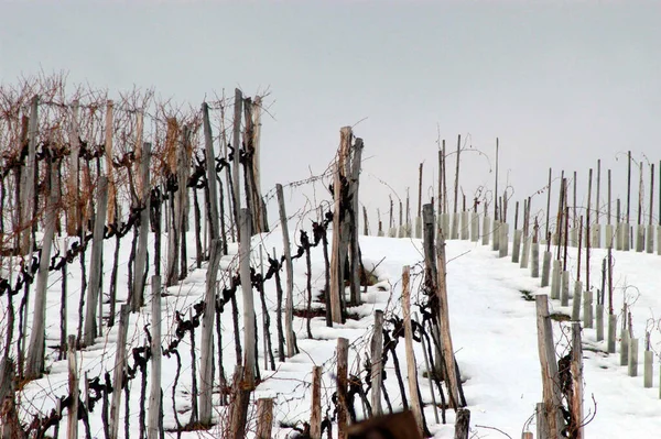 Winterzeit Weinberg Schneebedeckte Landschaft Und Kahle Reben — Stockfoto