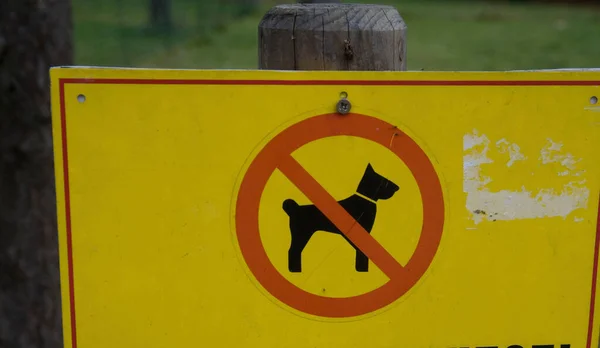 黄色の犬は公園や木や緑に看板を出すことはできませんでした — ストック写真