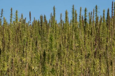 Endüstriyel kenevir üretimi için yaz mevsiminde bir kenevir tarlası