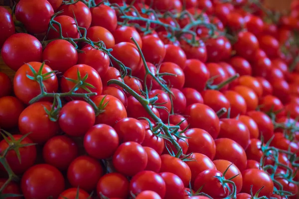 줄기가 다채롭게 토마토 — 스톡 사진