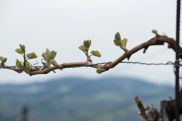 Tak Van Een Jonge Wijnstok Plant Het Voorjaar — Stockfoto