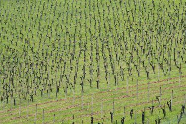 Bahar mevsiminde üzüm bağı, çiçeklenmeden önce asma.