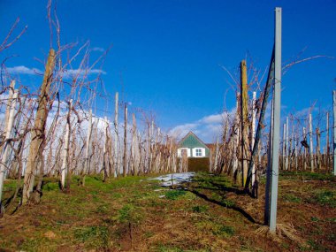 Bahar mevsiminde üzüm bağı, çiçeklenmeden önce asma.