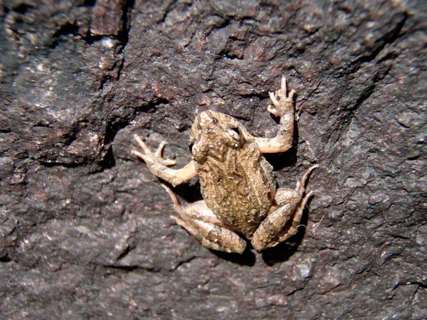 Sapo Sentado Uma Pedra Dia Ensolarado Verão — Fotografia de Stock