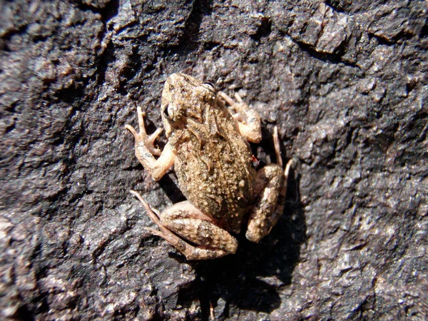 Toad Sitting Stone Sunny Summer Day — Stock Photo, Image