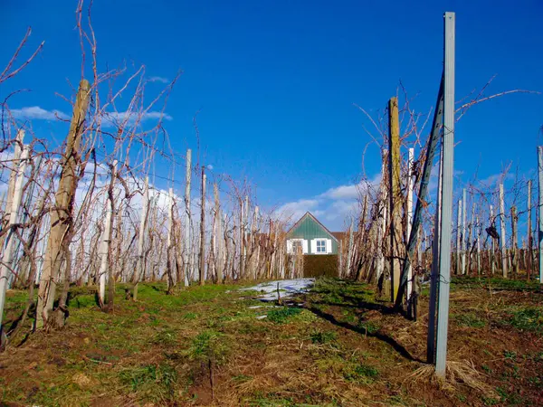 Vinha Tempo Primavera Videira Primavera Antes Floração — Fotografia de Stock