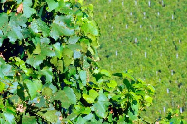 Zomertijd Wijngaard Groene Planten Een Zonnige Dag — Stockfoto