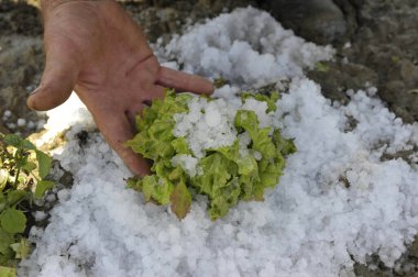 Salata ekinlerinde dolu hasarı, büyük dolu taşları ve hasarlı bitkiler gösteren çiftçi.