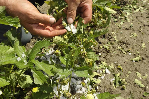 hail damage in salad crops, farmer showing big hailstones and damaged plants