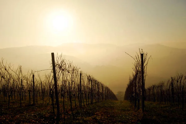 Zonsondergang Bij Een Wijngaard Herfst Heuvel Landschap Achtergrond — Stockfoto