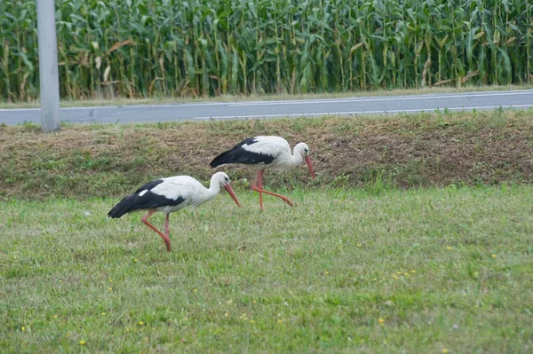 Störche Laufen Auf Einer Grünen Wiese Feld Hintergrund — Stockfoto