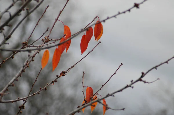 Rode Oranje Bladeren Struik Takken Herfst Grijze Lucht Achtergrond — Stockfoto