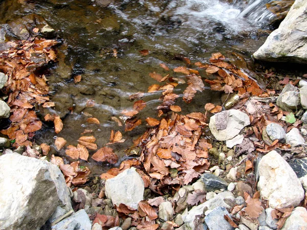 Foglie Marroni Torrente Autunno Terreno Pietroso Acqua Limpida — Foto Stock