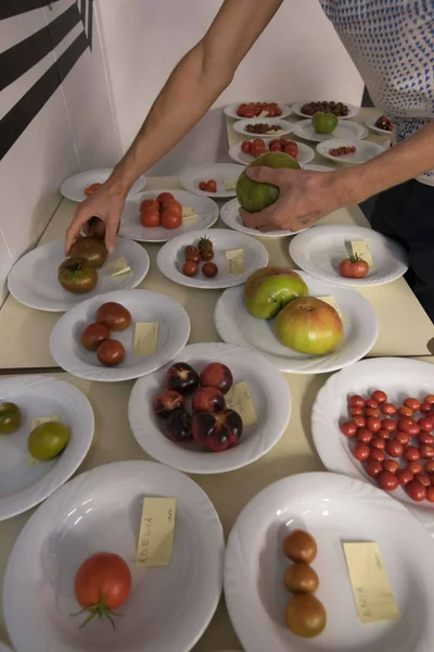 종류의 토마토 종류의 토마토 — 스톡 사진