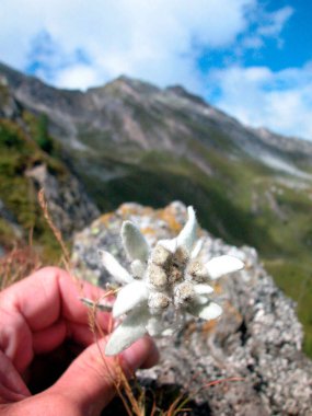 Dağ otlağında beyaz Edelweiss, Avrupa 'da bir dağ çiçeği