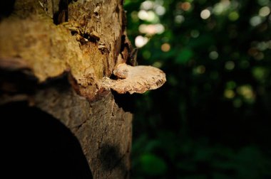 Kahverengi beyaz ağaç süngeri ya da karanlık bir ormanda agarik.