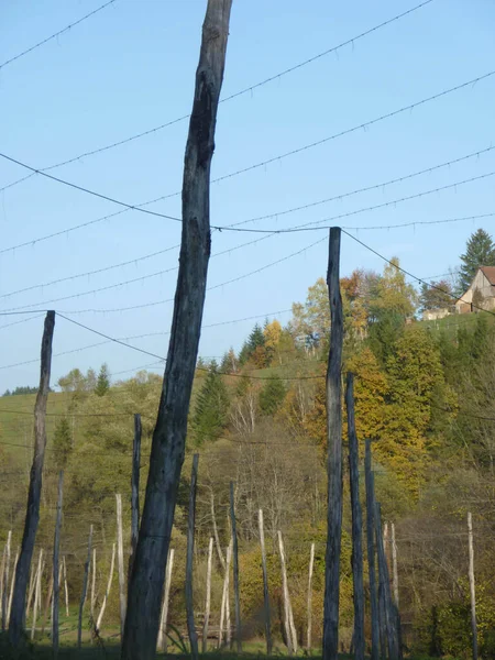 Campo Luppolo Nella Soleggiata Giornata Autunnale Con Cielo Azzurro — Foto Stock