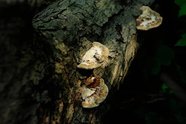 Éponge Arbre Brun Blanc Agarique Dans Une Forêt Sombre — Photo